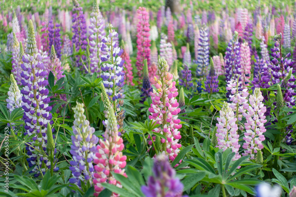 Lupinus, lupin, lupine field with pink purple and red flowers. Lupinus, lupin, lupine field with pink purple and red flowers.