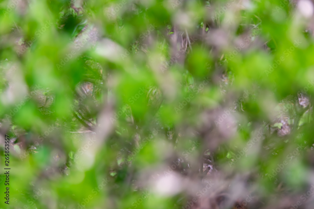 Nature,environment,parks,forests and texture concept: natural blurred background with forest plants. Nature,environment,parks,forests and texture concept: natural blurred background with forest plants.