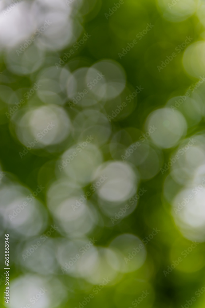 Obraz premium Nature,environment,parks,forests and texture concept: natural blurred background with green leaves and trees.