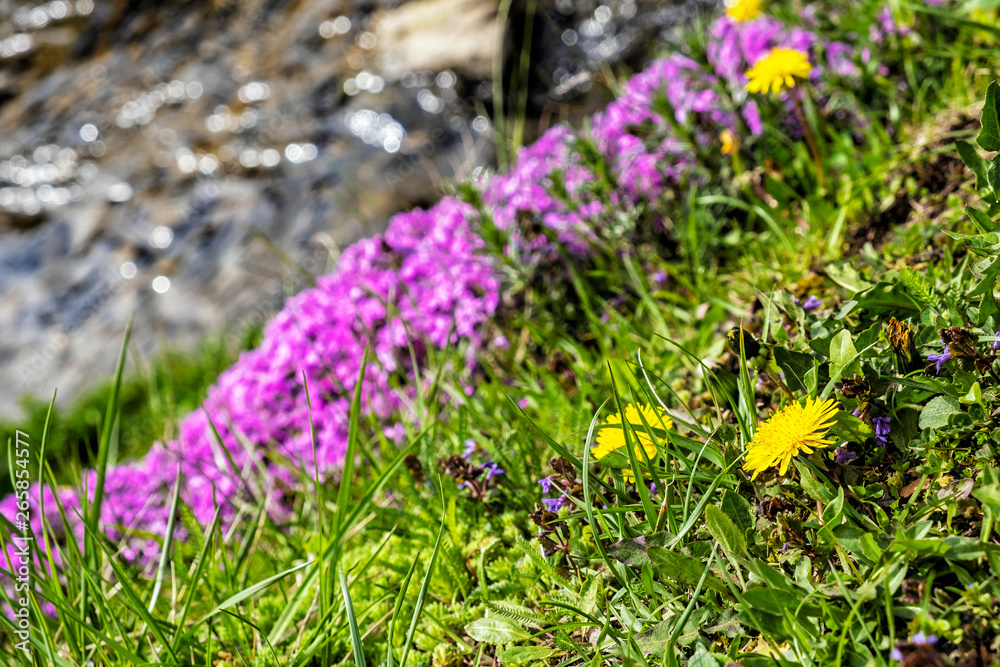 Obraz premium Blooming flowers and creek, Cicmany, Slovakia