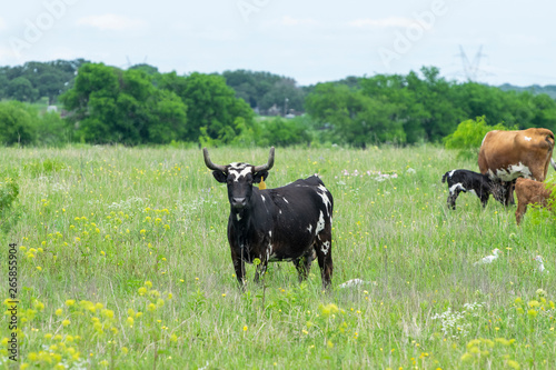 Fototapeta Naklejka Na Ścianę i Meble -  Black and White Longhorn Cow Standing in Pasture
