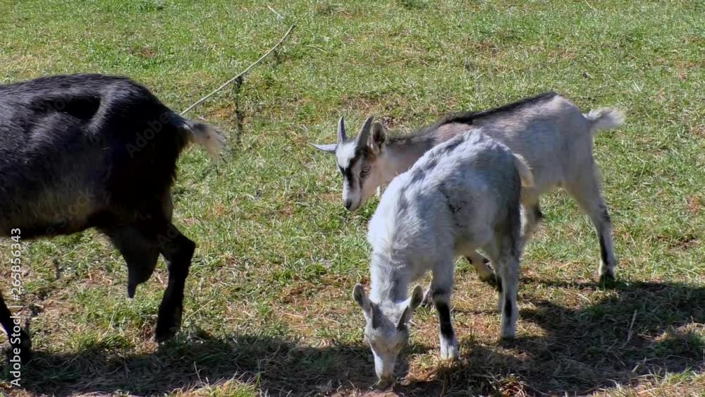 Farm Goat Family - mom and children graze on the lawn. Livestock cattle on pasture. Farm Goat Family - mom and children graze on the lawn. Livestock cattle on pasture.