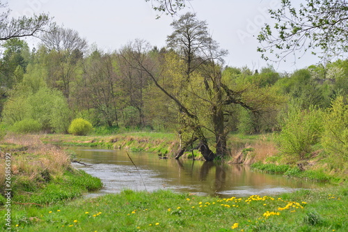 rzeka Wieprz wiosną, zieleń, drzewo nad wodą 1