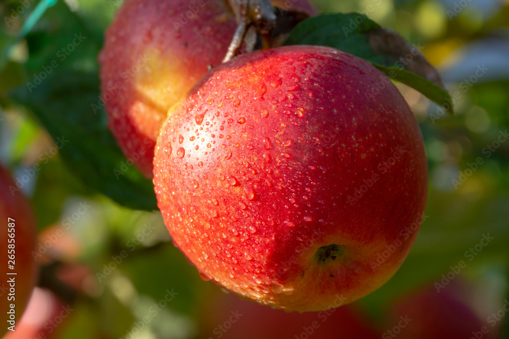 Harvesting apples in garden, autumn harvest season in fruit orchards