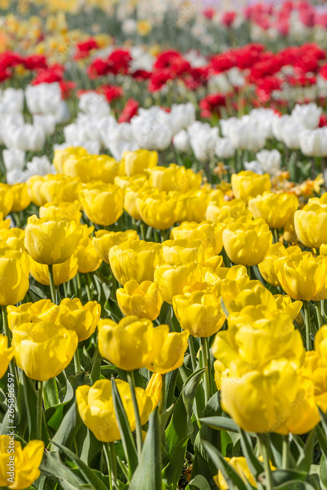 buntes Tulpenfeld buntes Tulpenfeld