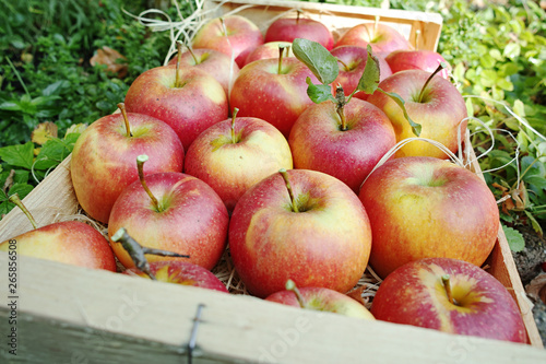 Konstfotografi Harvesting apples in garden, autumn harvest season in fruit orchards, wooden box