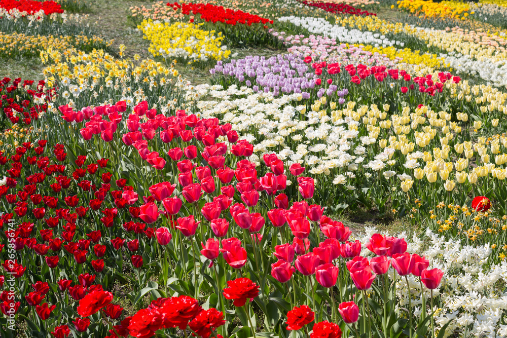 buntes Tulpenfeld