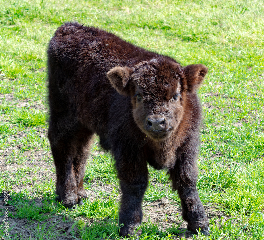 Small calf of black scottish cow on pasture with green grass Small calf of black scottish cow on pasture with green grass