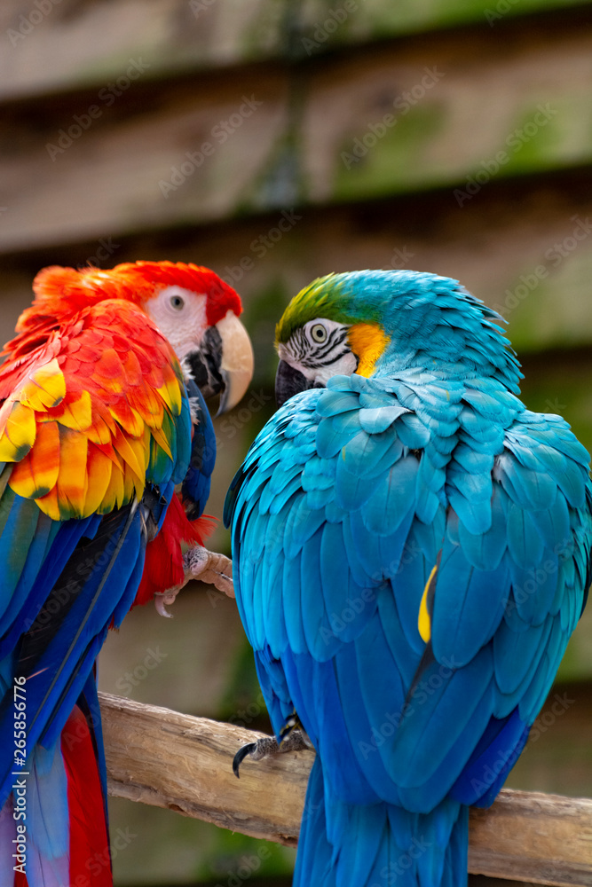 Obraz premium Macaw scarlet and blue-and-yellow parrots, long-tailed colorful exotic birds