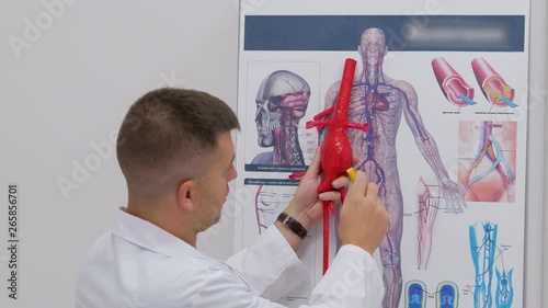 Doctor phlebologist in the clinic of surgical venous vascular surgery shows on the poster the human vascular system photo