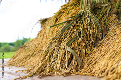 The farmers harvested the rice on the brown wood floor and the grain that was harvested was yellow-green in the rice.