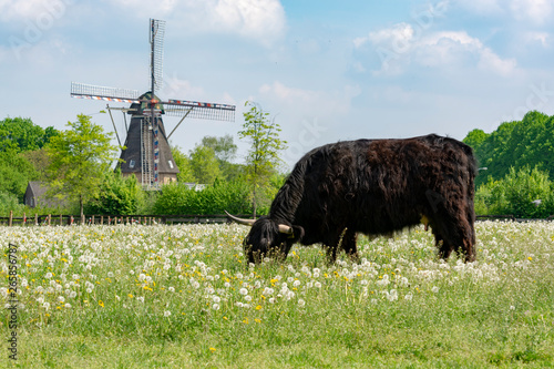 Countryside landscape with black scottish cow, pasture with wild flowers and traditional Dutch wind mill photo