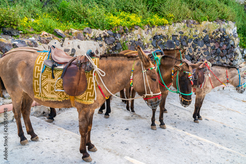 Mules in Fira, Santorini, Greece