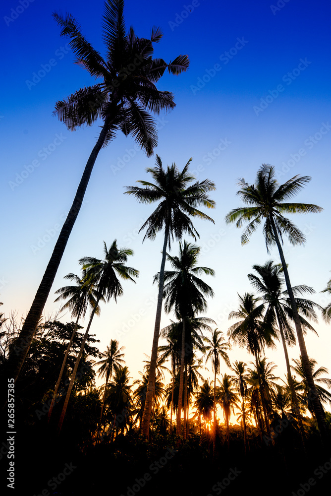 tropical beach with coconut tree at sunset 