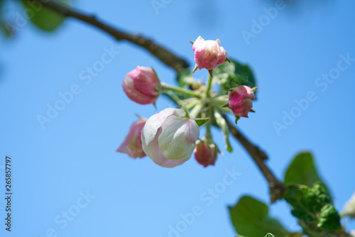 Fototapeta Naklejka Na Ścianę i Meble -  Kwiaty jabłoni w pełnym rozkwicie w piękny słoneczny dzień
