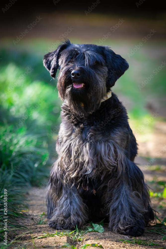 Cães Cães