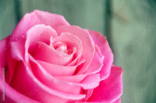 Valentines day or mother's day background with pink rose against turquoise background.