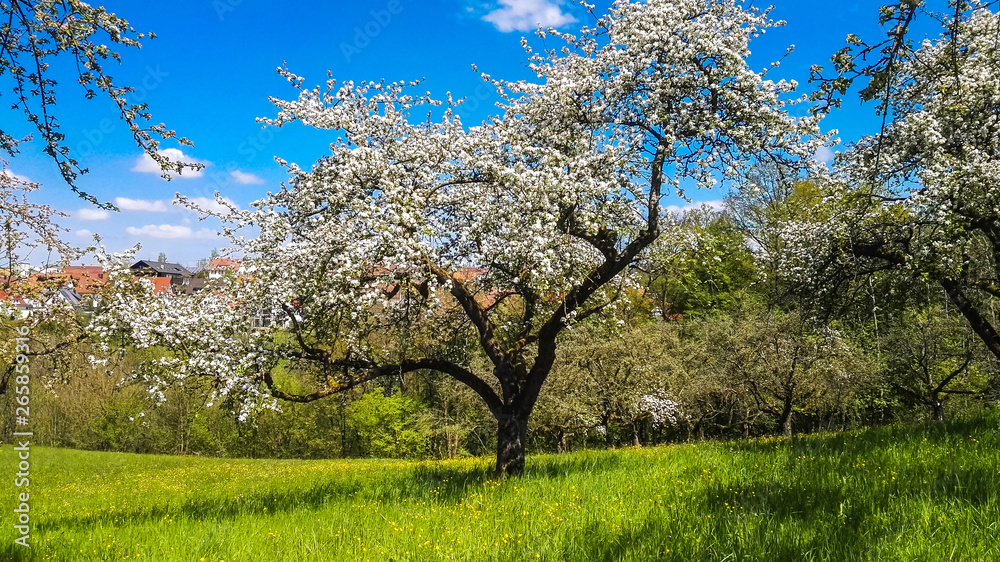 blühender Apfelbaum einzelstehend auf Wiese blühender Apfelbaum einzelstehend auf Wiese