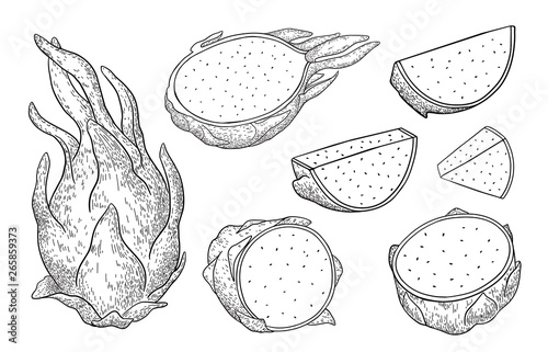 Dragon fruit.Pitaya.Pitahaya whole and sliced exotic fruit isolated on white background.Energy food,refreshing cocktail product for restaurants and cafes.Hand drawn engraving style vector.