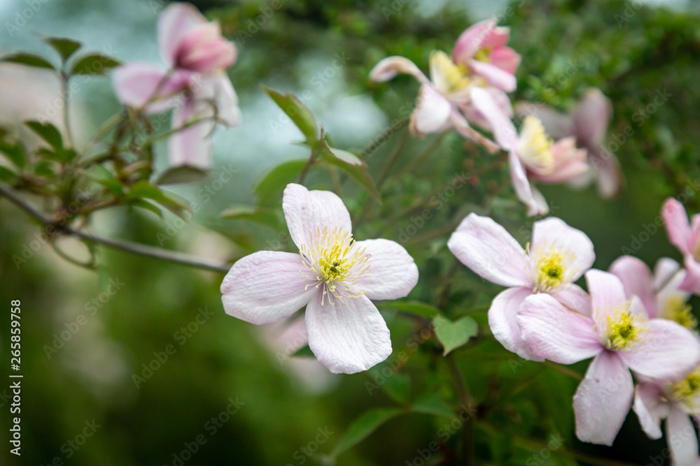 Delicate pink clematis flowers in spring, with a shallow depth of field