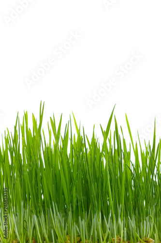 Sprouted wheat isolated on white background. Wheat sprouts closeup