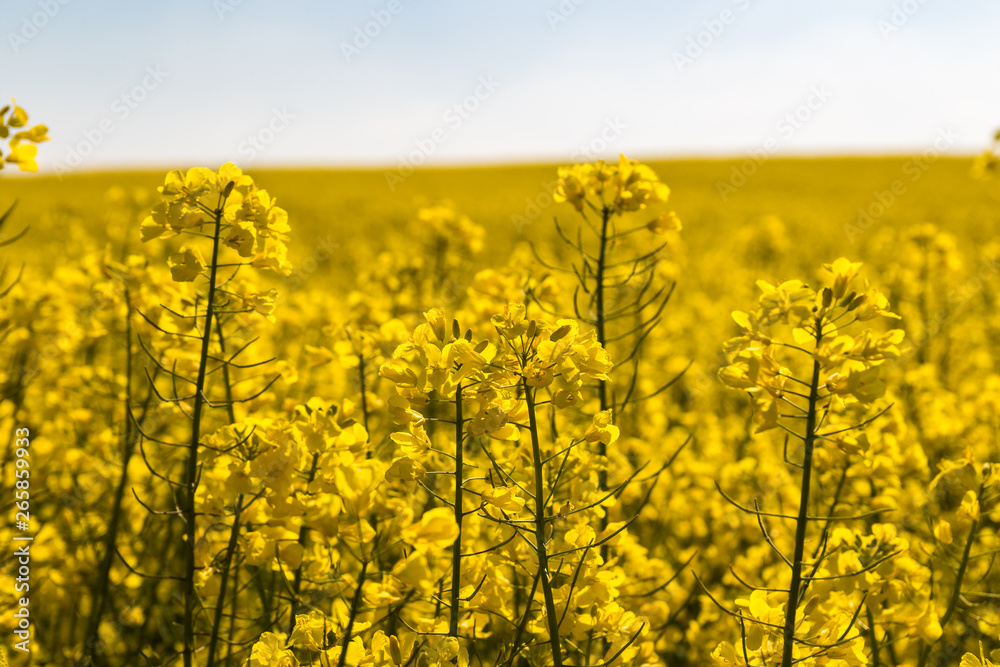 Rapsfeld Frontfokus auf einzelne Pflanzen Rapsfeld Frontfokus auf einzelne Pflanzen