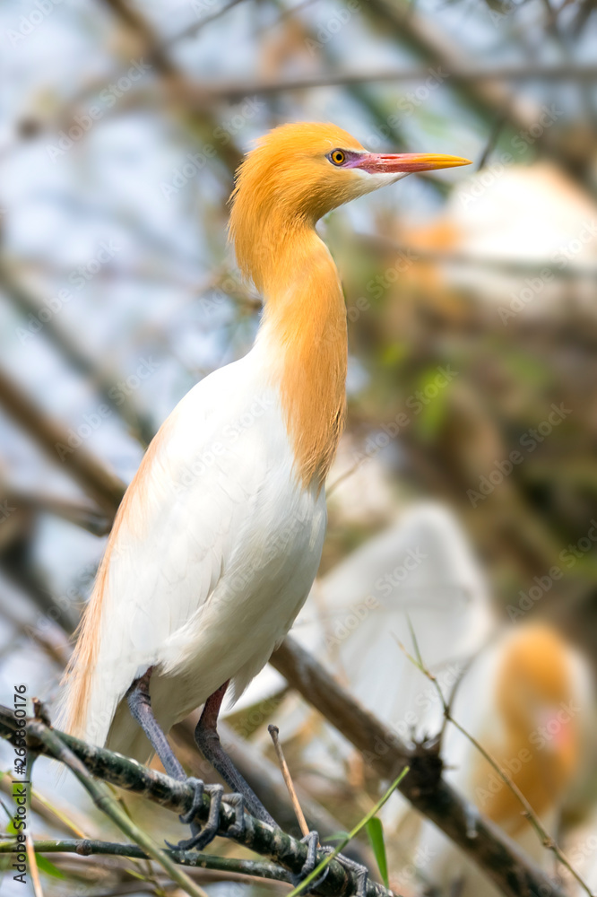 Obraz premium Cattle egret is found in the bamboo trees lakeside Pokhara Nepal.