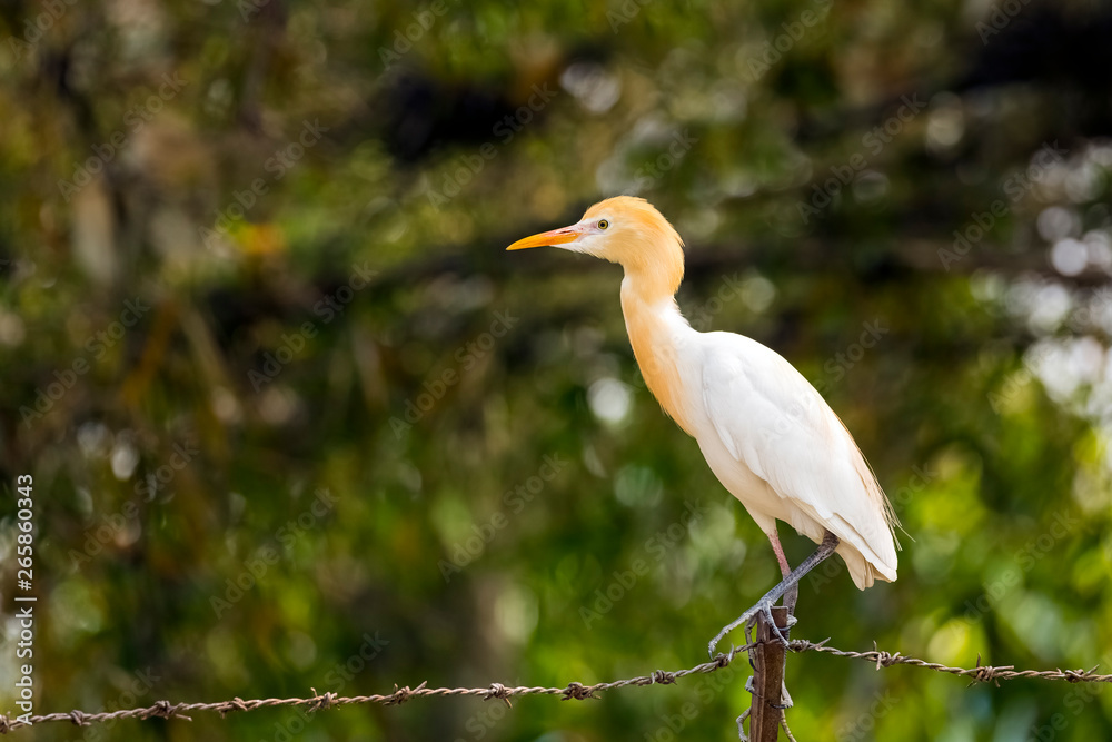 Cattle Egret Siting on barbed wire blured background Cattle Egret Siting on barbed wire blured background