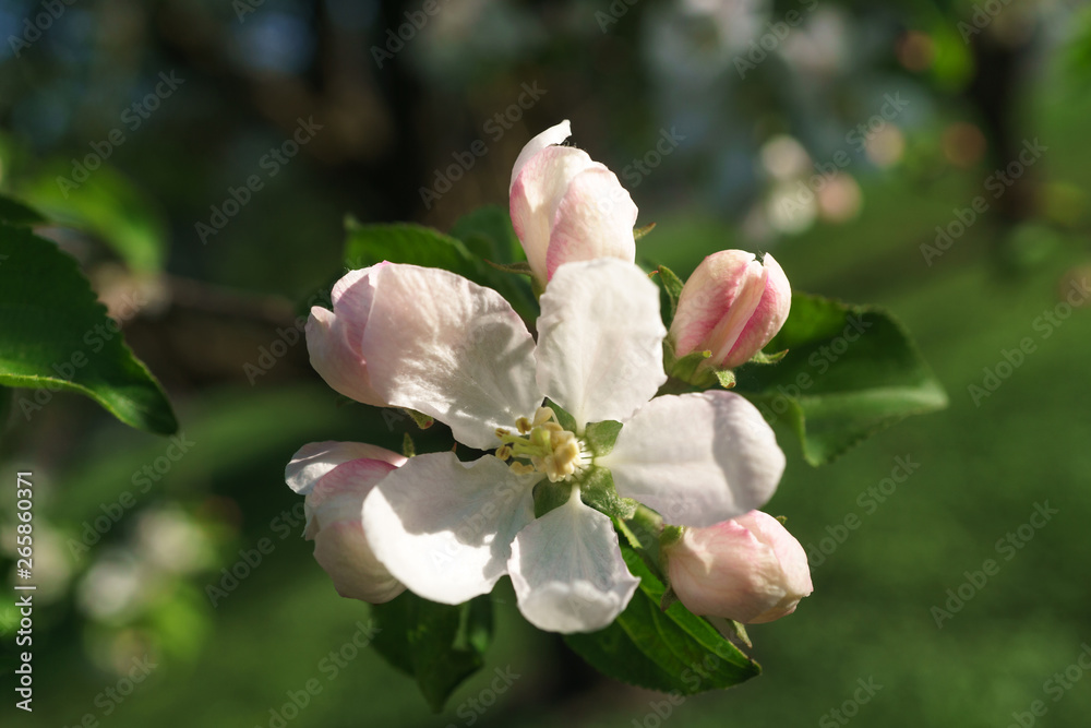 apple tree flowers blossoming in the sunny garden apple tree flowers blossoming in the sunny garden