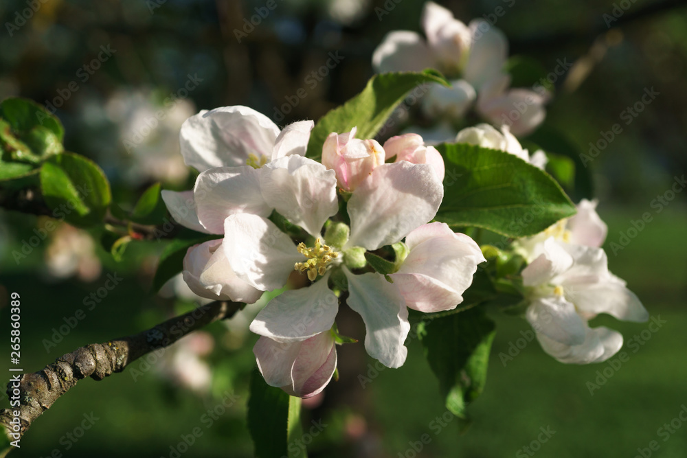 apple tree flowers blossoming in the sunny garden apple tree flowers blossoming in the sunny garden