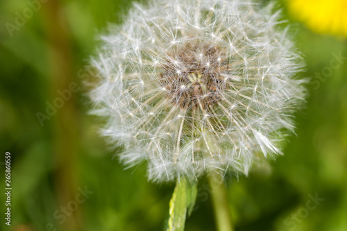 L  wenzahn Pusteblume auf Wiese mit Bokeh