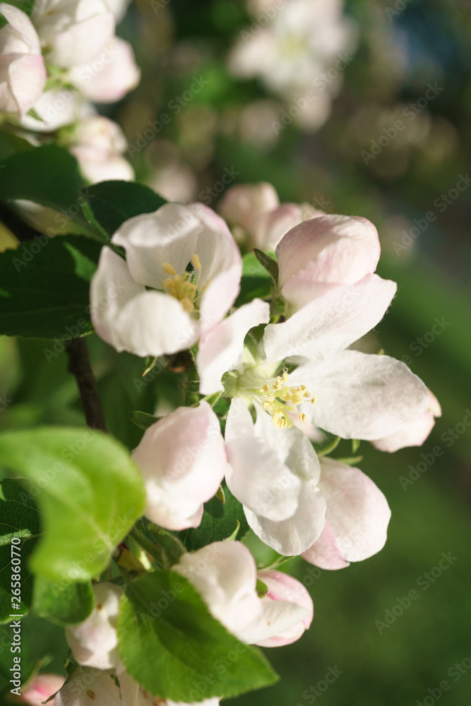 Fototapeta premium apple tree flowers blossoming in the sunny garden