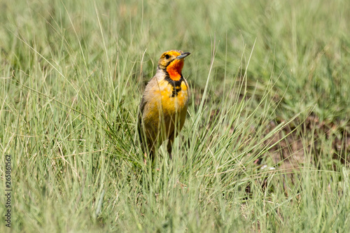 Sentinelle du Cap,.Macronyx capensis, Cape Longclaw photo