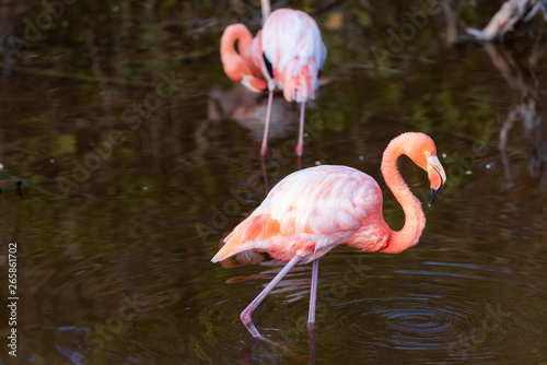 Caribean  American  flamingo in the lagoons of Puerto Villamil of Isabela Island  Galapagos.