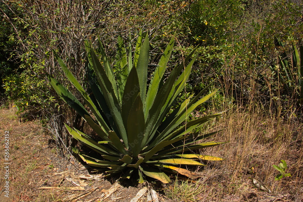 Fototapeta premium Agave plants at La Cangreja trail in Rincon de la Vieja NP near Curubande in Costa Rica