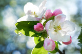 Kwiaty jabłoni w pełnym rozkwicie w piękny słoneczny dzień