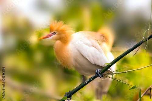 White Cattle egret is found in the bamboo trees lakeside Pokhara Nepal