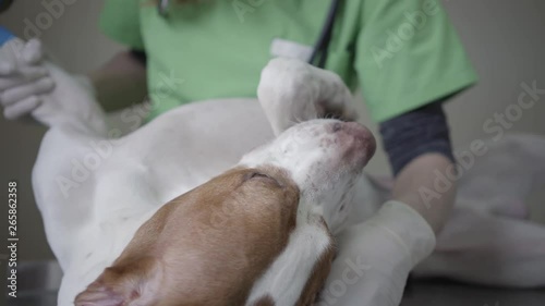 Beautiful English Pointer dog portrait in veterinary clinic lie down on the back. Veterinarian woman make a medical chack up of a well behaved dog photo