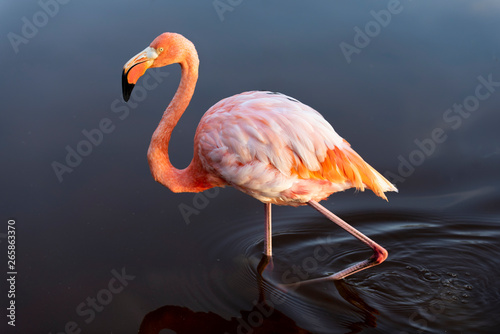 Caribean (American) flamingo in the lagoons of Puerto Villamil of Isabela Island, Galapagos.