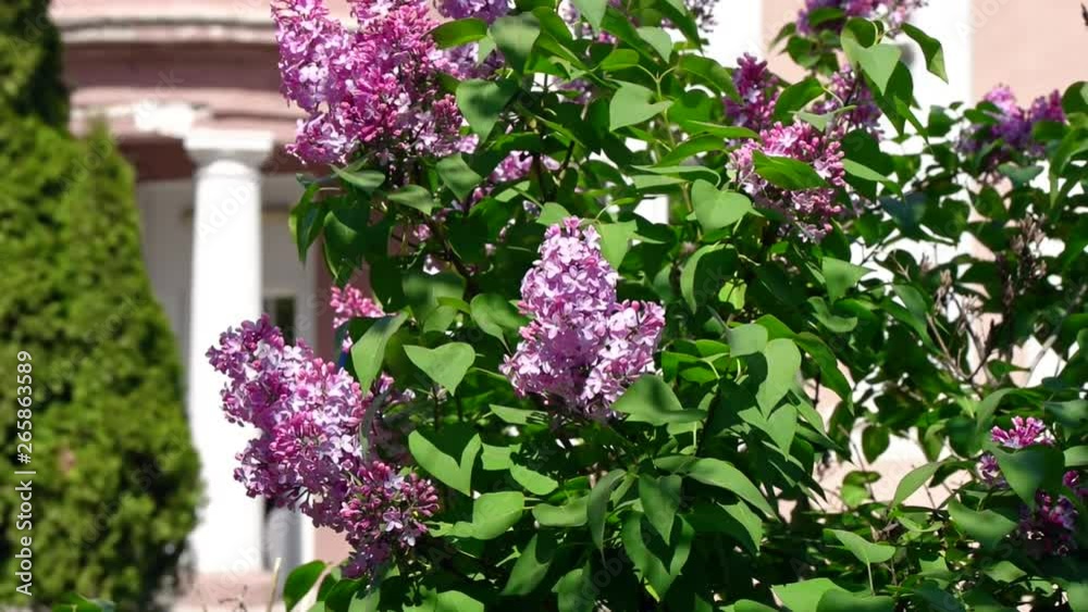 Purple Lilacs in the wind slow motion Purple Lilacs in the wind slow motion