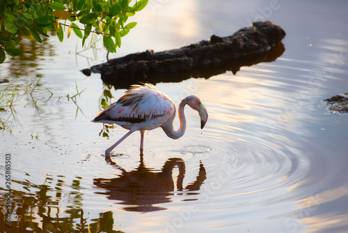 Caribean (American) flamingo in the lagoons of Puerto Villamil of Isabela Island, Galapagos.