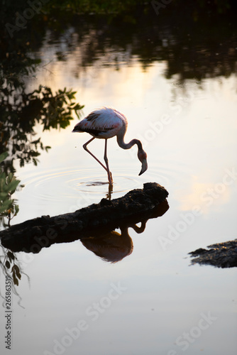 Caribean (American) flamingo in the lagoons of Puerto Villamil of Isabela Island, Galapagos.