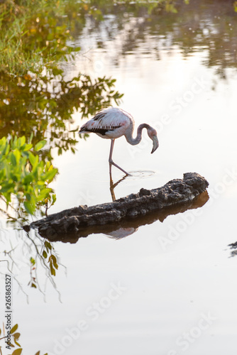 Caribean (American) flamingo in the lagoons of Puerto Villamil of Isabela Island, Galapagos.