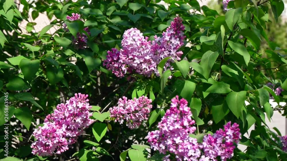 A Bush of blooming lilac close-up In the park slomo A Bush of blooming lilac close-up In the park slomo