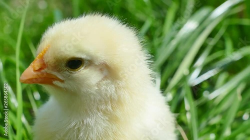 Freshly hatched fluffy chicken against a background of green grass. Yellowrock in the garden in nature. photo