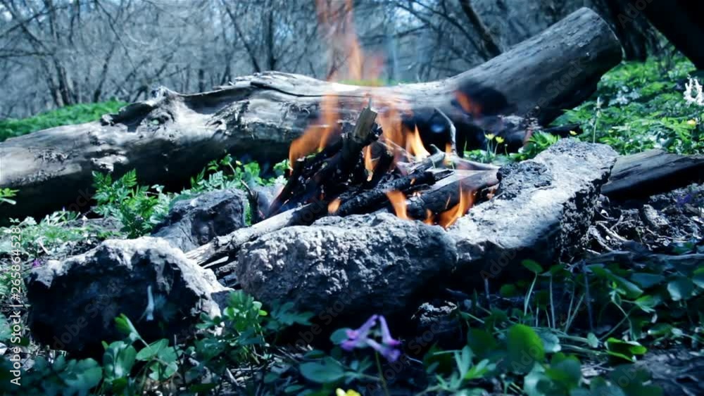 Bonfire in the forest, in summer Bonfire in the forest, in summer