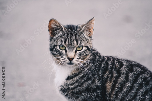  Beautiful portrait of a cat in the street. Free site for text