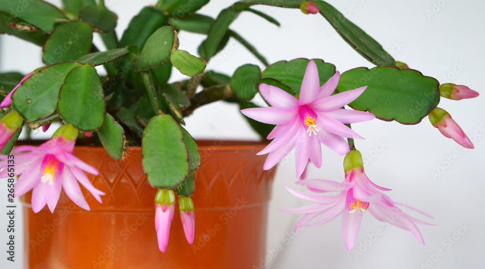 flowering of the Schlumbergera plant also known as Christmas cactus. Schlumbergera in the pot flowering of the Schlumbergera plant also known as Christmas cactus. Schlumbergera in the pot
