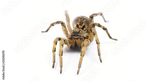 poison tarantula. human health hazard. tarantula spider on white background