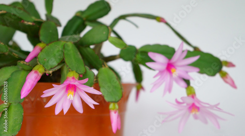 flowering of the Schlumbergera plant also known as Christmas cactus. Schlumbergera in the pot